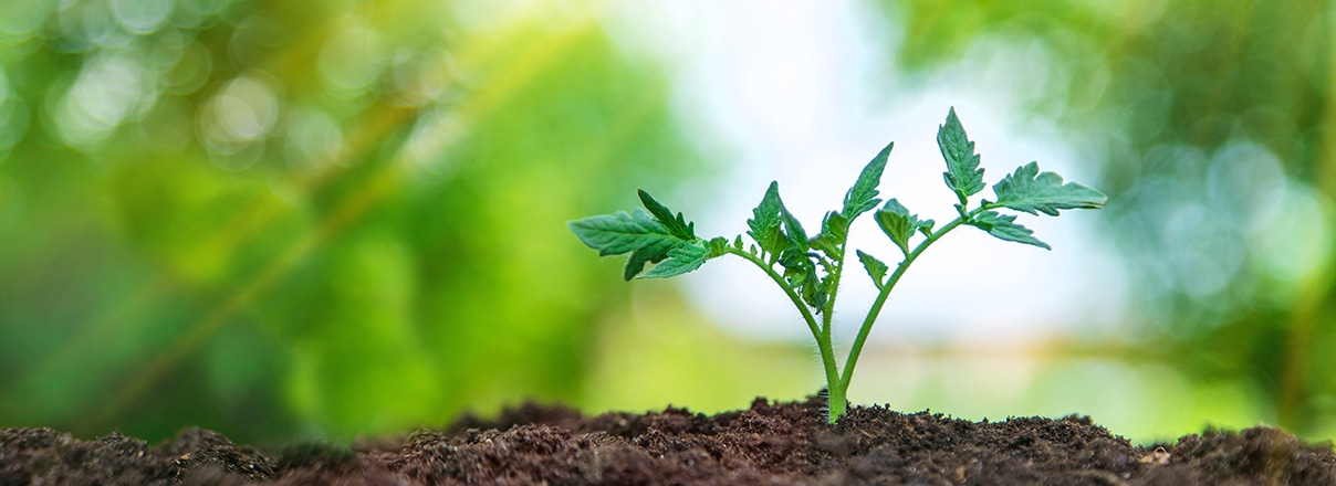 NOALについて | 産地直送で美味しい野菜を全国へ