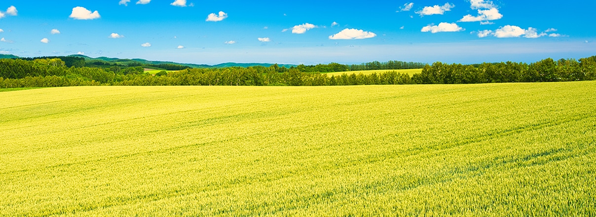 私たちの想い | 産地直送で美味しい野菜を全国へ